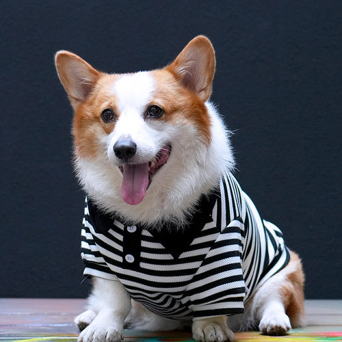 Tiger dog春秋冬柯基柴犬边牧中型犬狗条纹卫衣泰迪POLO衫衣服