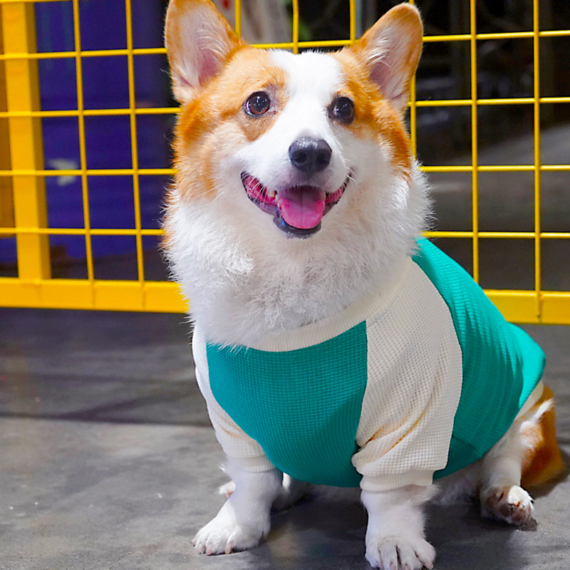 Tigerdog宠物秋冬狗狗柯基边牧柴犬中型犬华夫格圆领T恤卫衣衣服