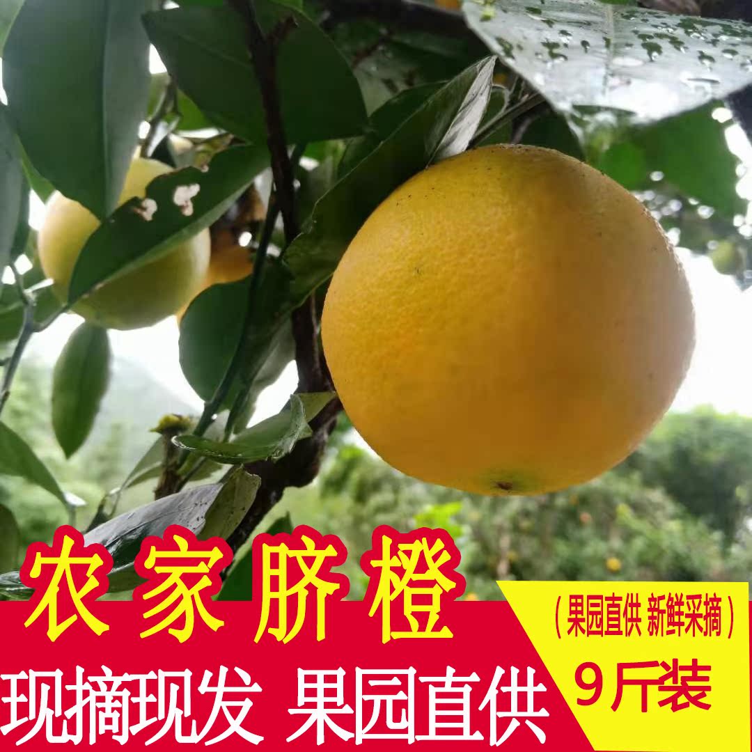 重庆开州脐橙新鲜橙子陈家脐橙自家酵素种植现摘现发带箱10斤包邮