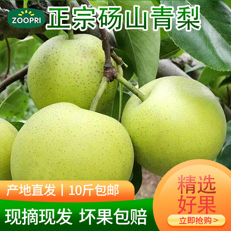砀山青皮梨新鲜梨现摘图片