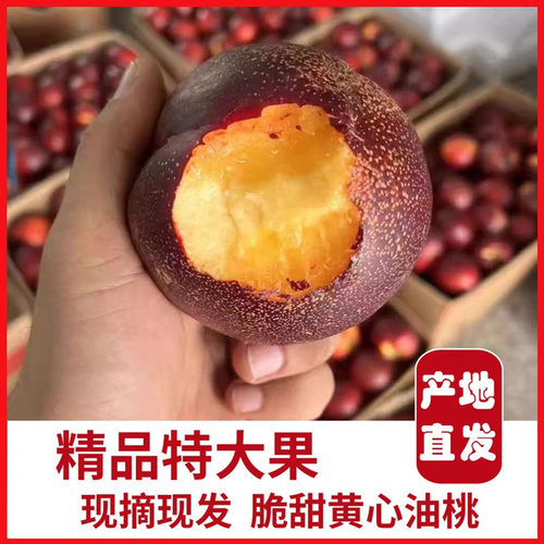 砀山油桃脆甜桃5斤露天油桃新鲜