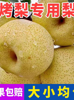 安徽砀山梨烤梨专用梨子小梨子榨汁秋梨膏专用梨子新鲜现摘梨包邮