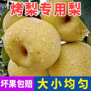 安徽砀山梨烤梨专用梨子小梨子榨汁秋梨膏专用梨子新鲜现摘梨 包邮