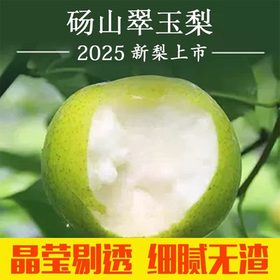 现摘现砀山青皮蜜梨翠冠梨