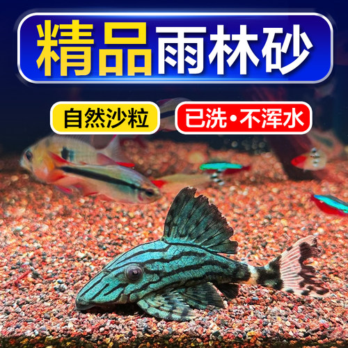 热带精品雨林沙天然不掉色已精洗