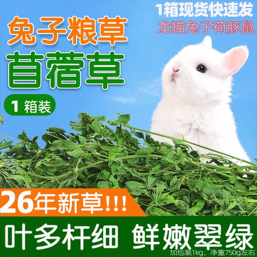 新苜蓿草绿色紫花牧草粮食1KG