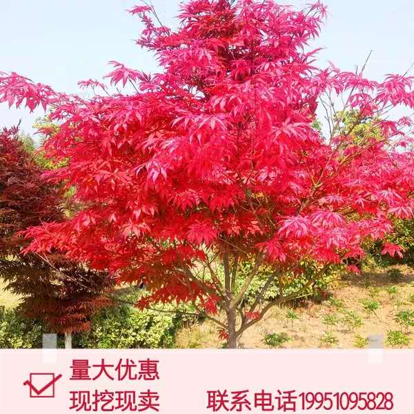 红枫树苗嫁接日本红枫小苗美国红枫苗庭院植物风景树盆栽绿化工程