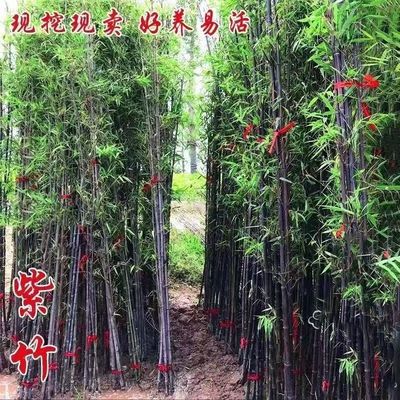 紫竹苗黑竹墨竹庭院绿化紫竹根苗金镶玉竹纯黑黑竹根庭院北方耐寒