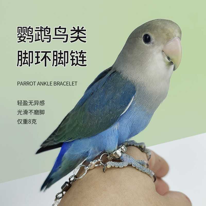 鹦鹉脚链子小鸟脚环虎皮玄凤牡丹脚圈架养牵引绳放飞绳子遛鸟链