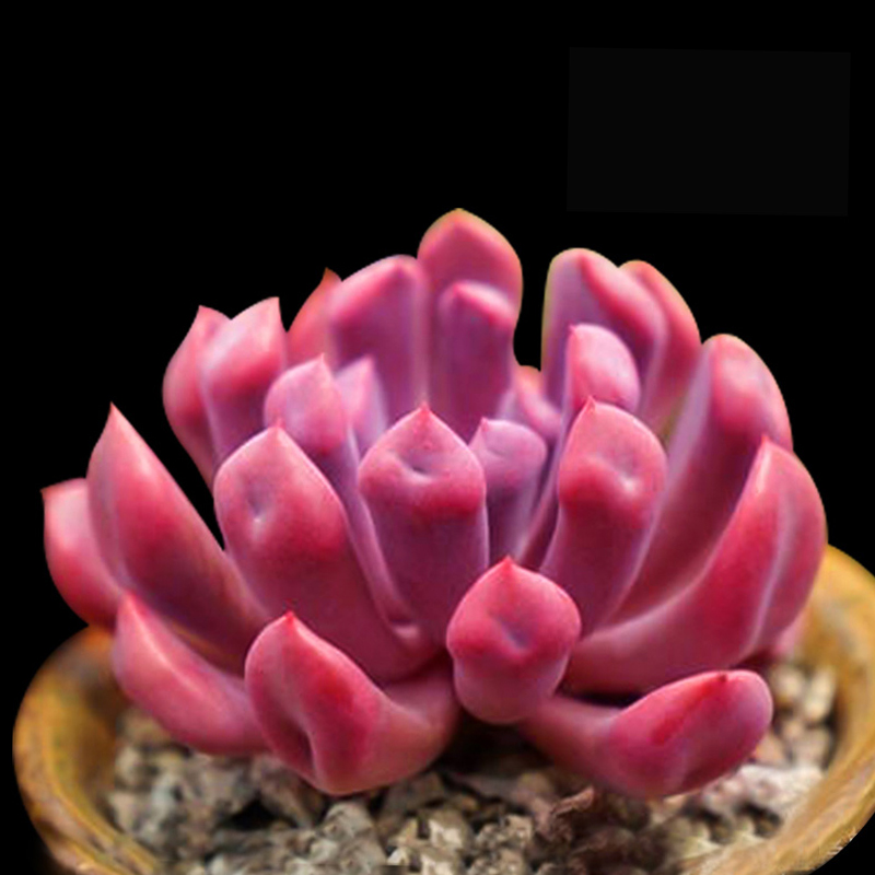 丘比特爱神 多肉植物/大颗红色多肉 爱心形状盆栽阳台办公室多肉12-01新券