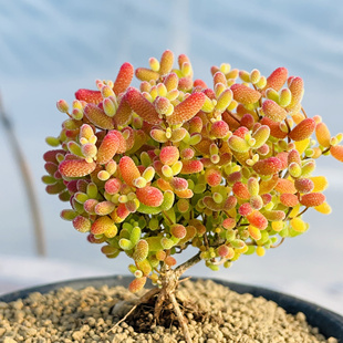 蜜橘枝干番杏带盆土发货精品金橘冰晶彩糖球红色多肉植物盆景绿植