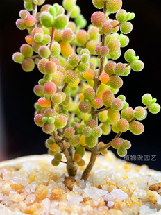 糖豆米枝干番杏蜜橘金桔冰晶糖球红色植物亮晶晶含盆带土满30包邮