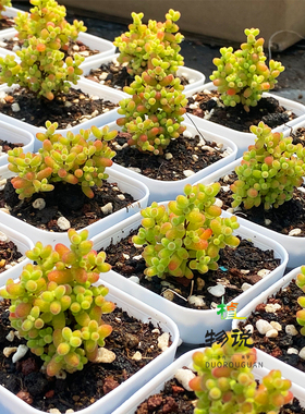 蜜橘枝干番杏金桔冰晶红叶红色的植物亮晶晶闪闪带盆发货满30包邮