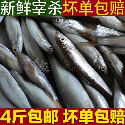 新鲜活体现杀淡水食用白条小河鱼