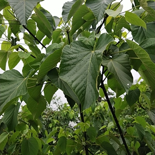 新鲜桐子叶重庆油桐叶现摘发货大小可以选麦子粑粑叶可选1件包邮