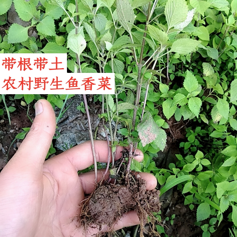 四川鱼香菜植物蘸豆花带根土新鲜蔬菜窗台阳台楼顶庭院一件包邮