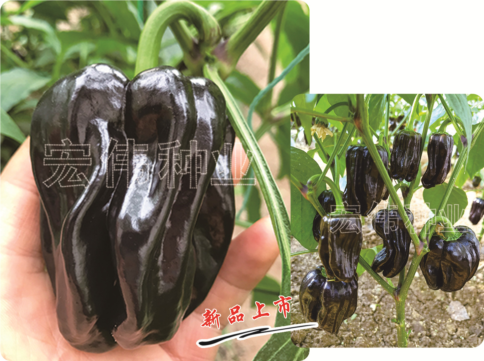 紫彩麻辣椒  早熟品种 富含花青素 营养保健