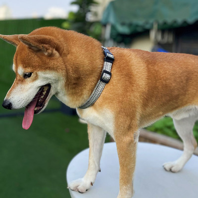 亚麻狗狗项圈牵引绳宠物遛狗绳大型中型小型犬狗链子颈套金毛脖圈