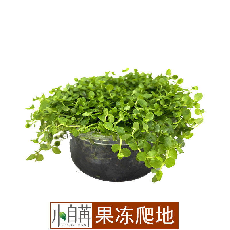 爬地矮珍珠盒装果冻杯日本矮真水草活体草场好养前景草小自苒
