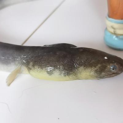 活冻抗暑610g福建海捕正宗土龙杜龙青鳗鱼食蟹豆齿鳗波露豆齿鳗