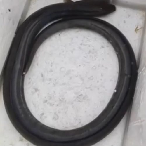 2斤土龙包活特产整条坐月子