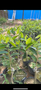 正宗海南虎斑树心油虎斑2号奇楠国香沉香树苗基因优选母树嫁接苗