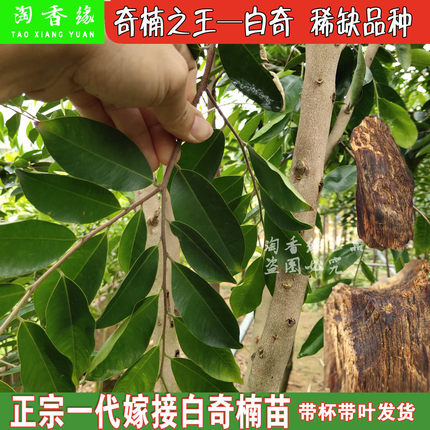 一代嫁接白奇楠苗沉香树苗海南沉香奇楠苗超越绿奇存活率高名贵