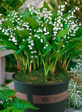 宿根多年生植物种根球根铃兰花