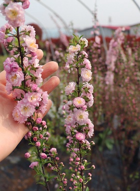 小叶重瓣榆叶梅花树苗室内外庭院花卉植物丛生粉色郁李珍珠李喷雪