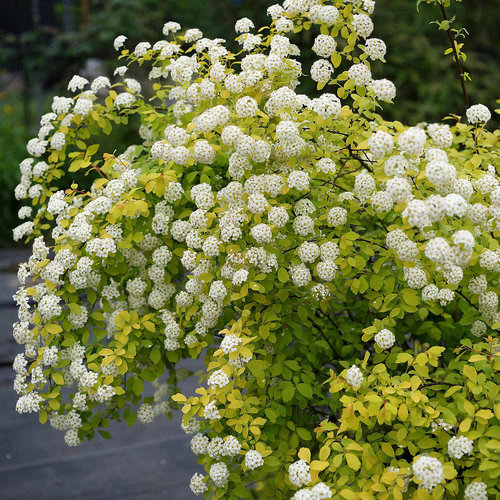 黄金喷泉盆栽菱叶绣线菊阳台庭院植物花卉花叶小手球花园花镜花苗