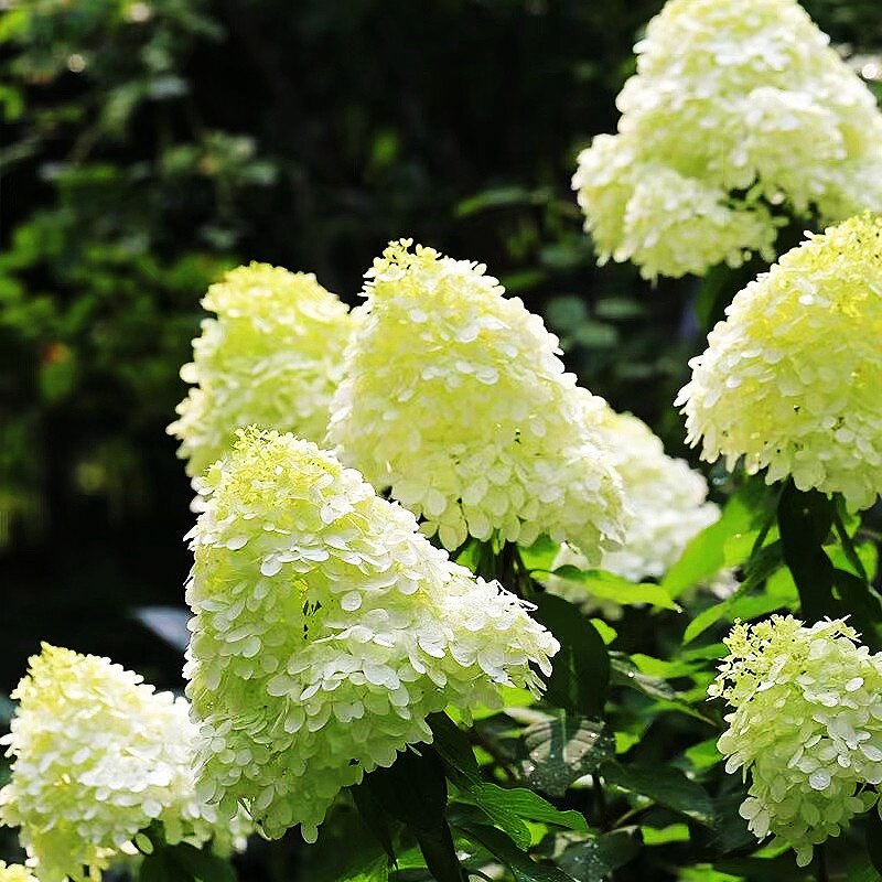 圆锥绣球香草草莓夏季开花花卉植物盆栽木本绣球树状棒棒糖会变色