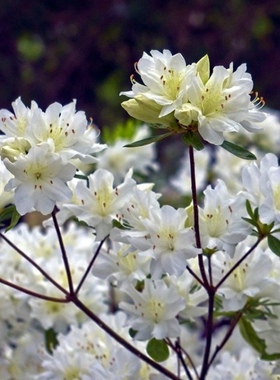 白色杜鹃花盆栽映山白杜鹃室内外庭院植物花卉映山红白花杜鹃花苗