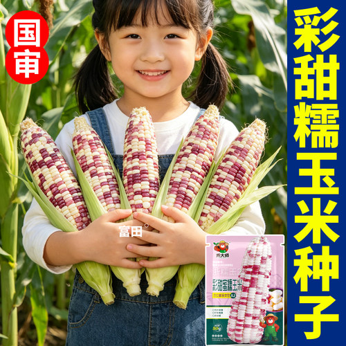 彩甜糯玉米种子杂交籽原装种籽田地高产花糯玉米种子五彩黏苞米