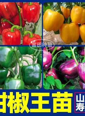 山东寿光五彩甜椒苗秧大果红黄绿紫方椒太空椒彩椒种子四季带土球