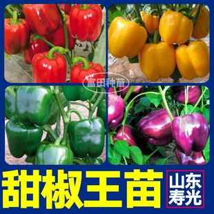 山东寿光五彩甜椒苗秧大果红黄绿紫方椒太空椒彩椒种子四季带土球