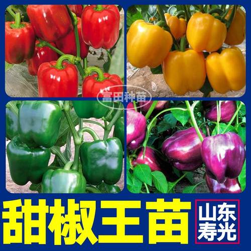 山东寿光五彩甜椒苗秧大果红黄绿紫方椒太空椒彩椒种子四季带土球