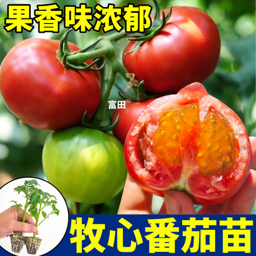 爆甜正宗牧心番茄苗秧四季盆栽红千禧圣女果番茄种子阳台高产