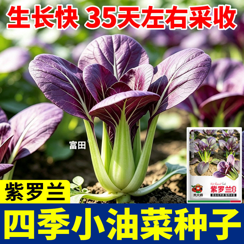 紫罗兰油菜种子紫油菜紫色上海青四季蔬菜种籽农家田园小院种植