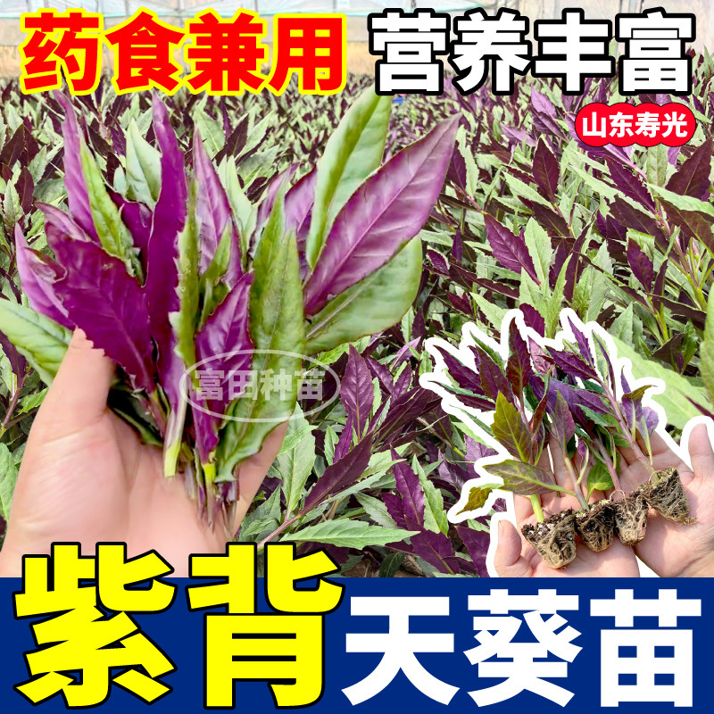山东寿光紫背天葵苗秧四季高产天然补血菜紫背菜蔬菜阳台小院盆栽