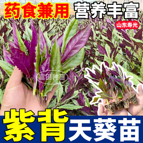 山东寿光紫背天葵苗秧四季高产天然补血菜紫背菜蔬菜阳台小院盆栽