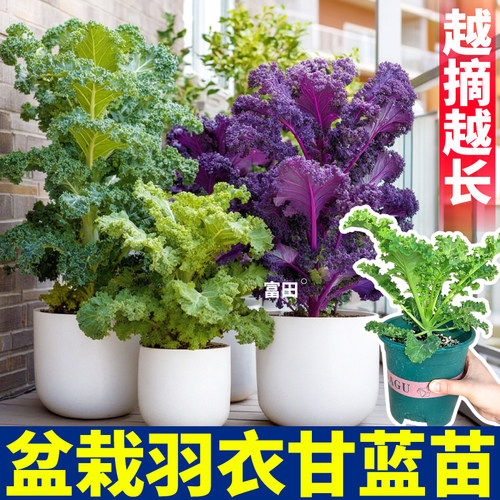 观赏食用羽衣甘蓝大苗盆栽加仑盆基地直发原土原盆小院阳台冬花卉