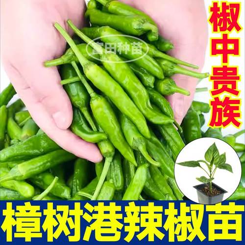 正宗湖南椒中贵族樟树港辣椒苗秧小辣椒四季盆栽大田辣妹子带土球