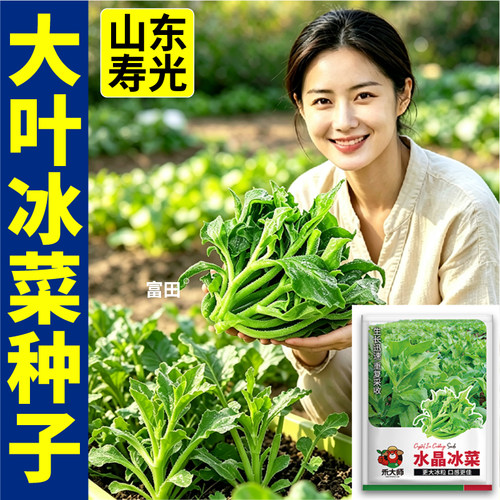 正宗水晶冰菜种子四季高钙冻不死