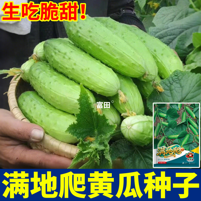 【不搭架】满地爬黄瓜种子新鲜蔬菜种籽四季庭院大田种植盆栽籽孑