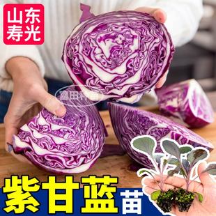 壽光 苗場直發紫甘藍苗秧結球緊實耐寒包菜苗松花菜西蘭花種子四季