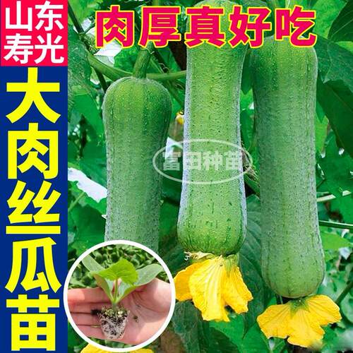 山东寿光大肉丝瓜苗秧带土球春秋八角棱瓜中绿长丝瓜种子庭院露天