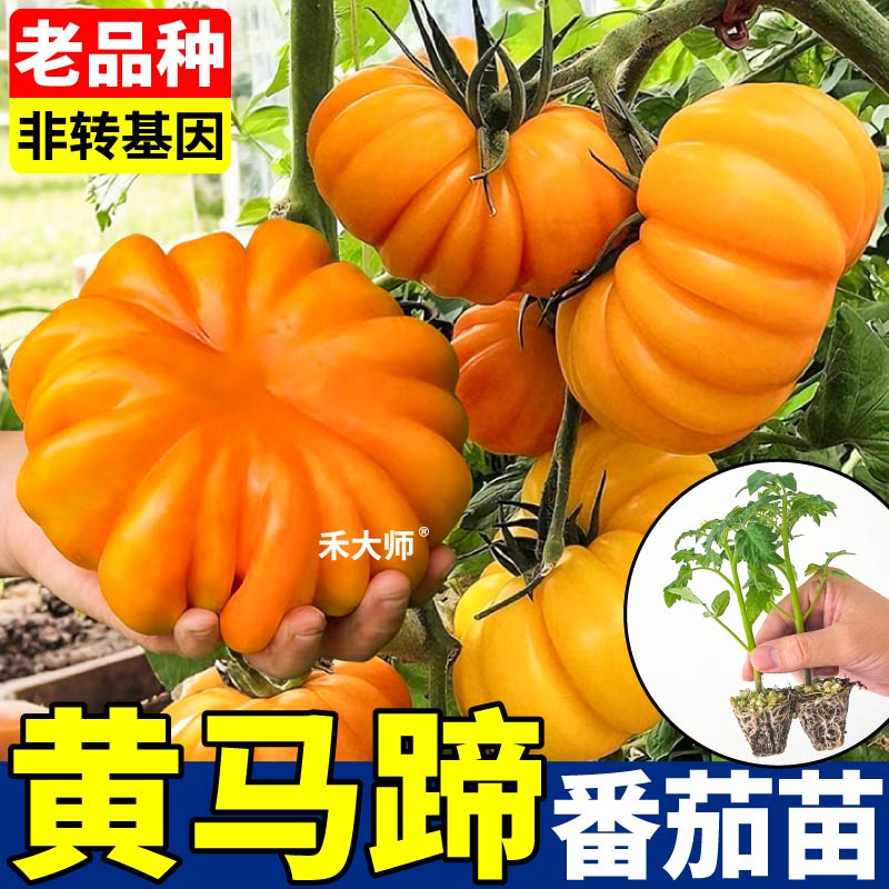 寿光黄马蹄番茄苗秧各种马蹄西红柿种子四季高产沙瓤多汁阳台盆栽
