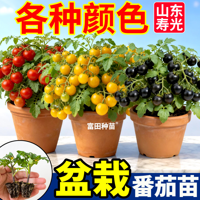 山东寿光矮生番茄苗秧樱桃小西红柿千禧黑西柿盆栽圣女果四季生长