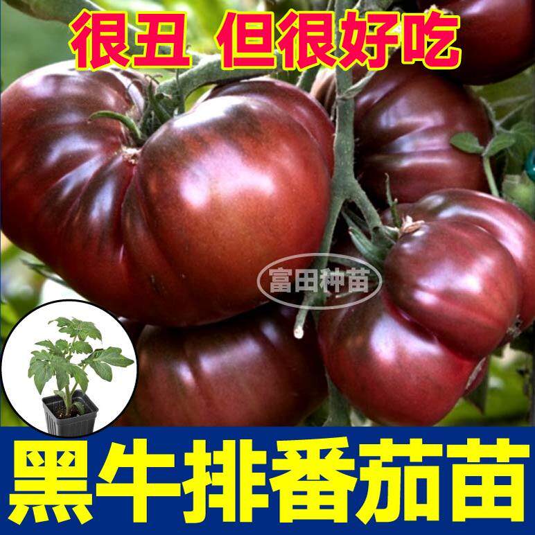 黑牛排番茄苗秧带土球沙瓤黑鹅肝黑红牛排丑柿子种子四季盆栽庭院