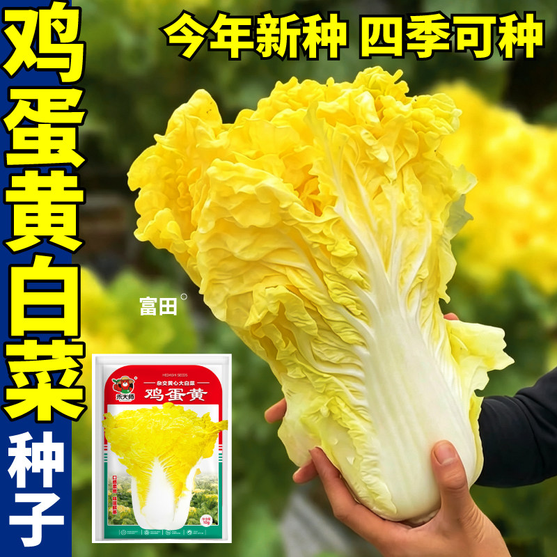 正品鸡蛋黄白菜种子生吃脆甜一代杂交四季可播种大白菜蔬菜种籽